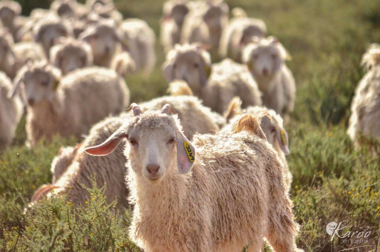 Die Angora Bok