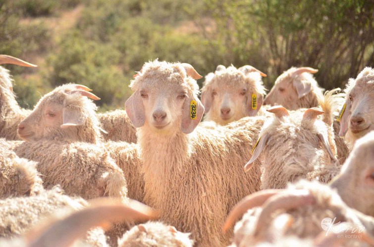 Die Angora Bok