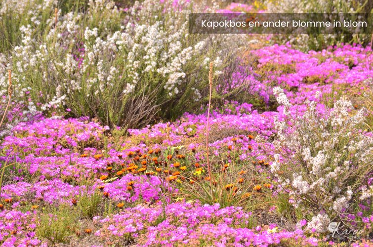 Kapokbos in blom saam met ander blomme