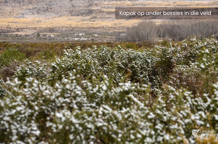 Kapok op ander bossies in die veld