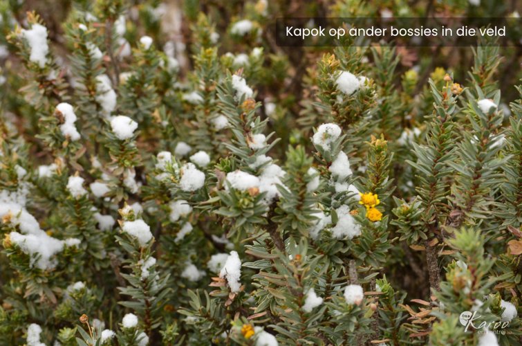 Kapok op ander bossies in die veld