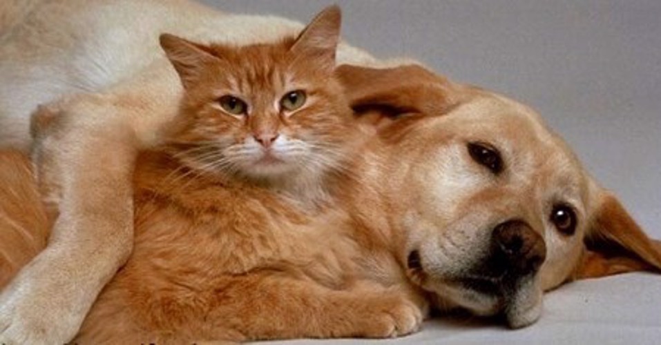 Peace of Mind Home and Pet Care