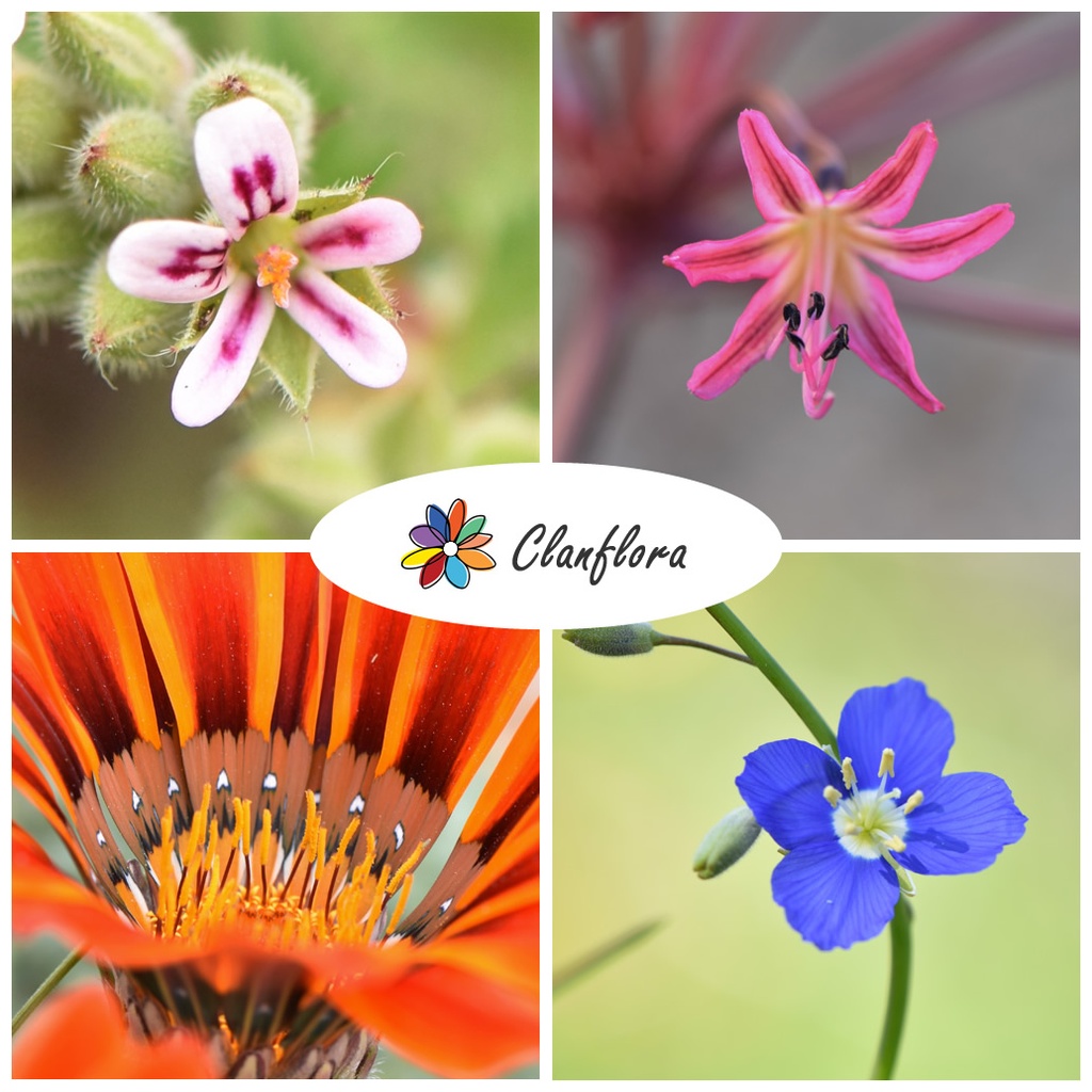 Clanflora