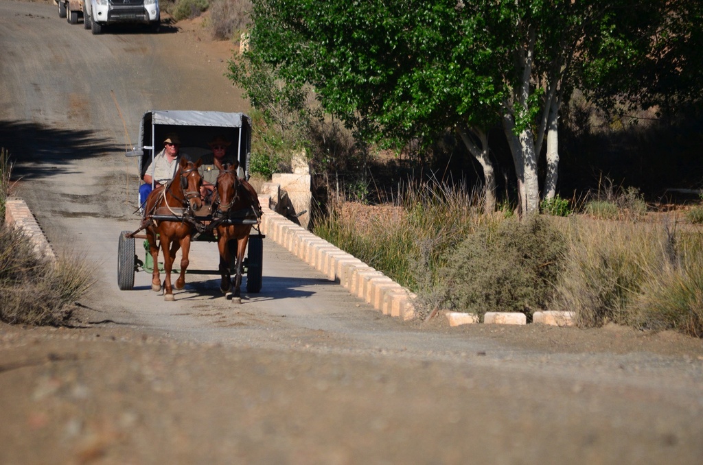 Image form The Forgotten Highway Road trip in 2022 with horse and carriage