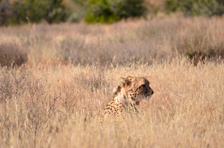 Cradock