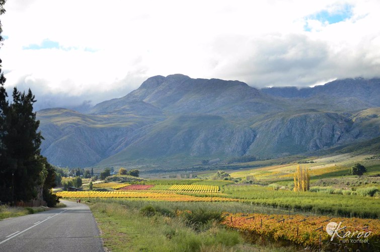 Ladismith